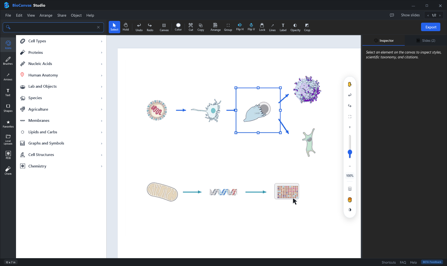 BioCanvas Studio Workspace